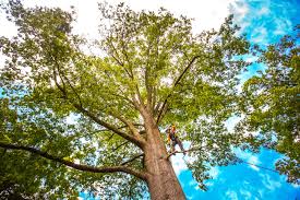 Best Leaf Removal  in , IL