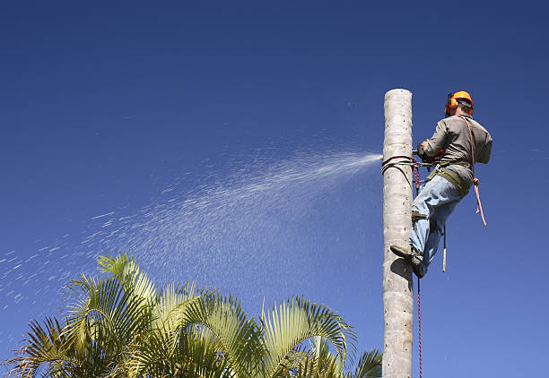 Best Lawn Pest Prevention  in , IL