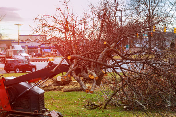 Best Lot and Land Clearing  in , IL