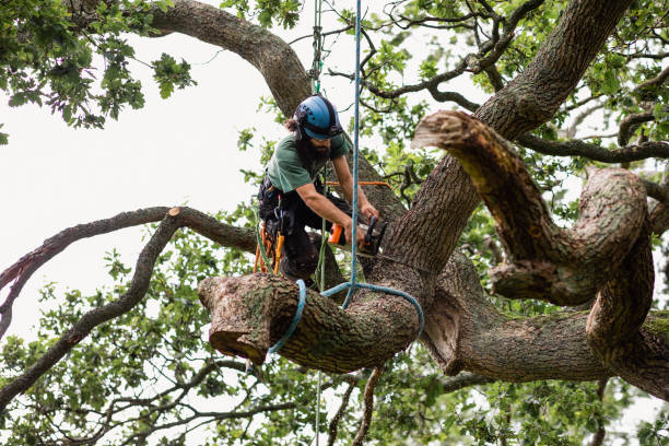 Best Stump Grinding and Removal  in , IL