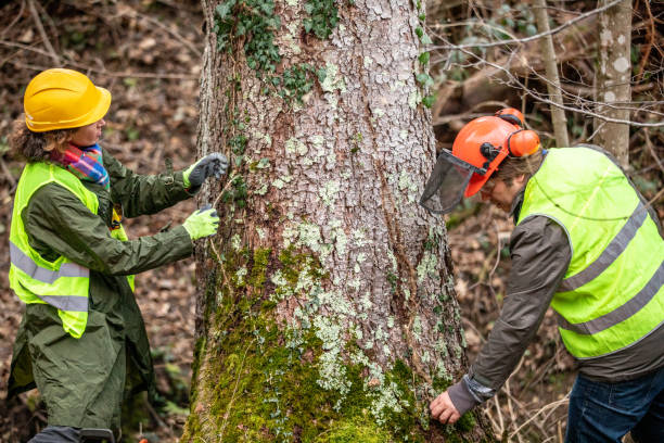 Best Storm Damage Tree Cleanup  in , IL