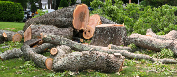 Best Lawn Disease Treatment  in , IL