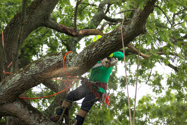 Best Hazardous Tree Removal  in , IL