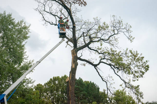 Best Firewood Processing and Delivery  in , IL
