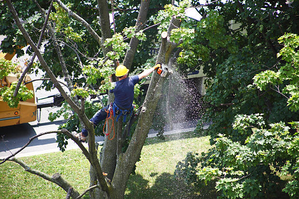 Best Tree Trimming and Pruning  in , IL