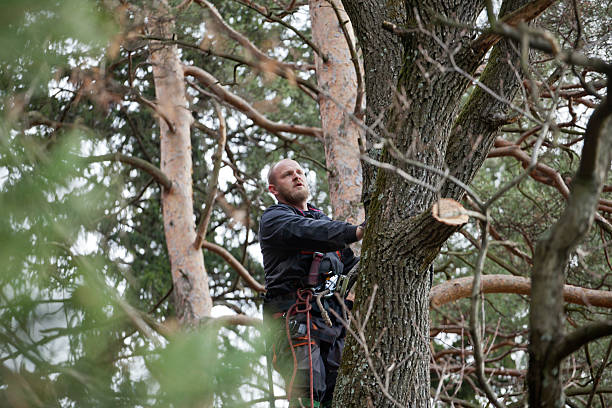 Best Tree Risk Assessment  in , IL