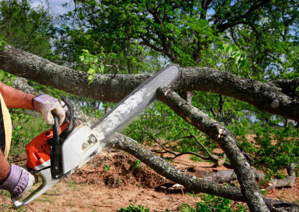 Best Tree Fertilization  in , IL
