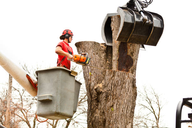 Best Aeration Services  in , IL
