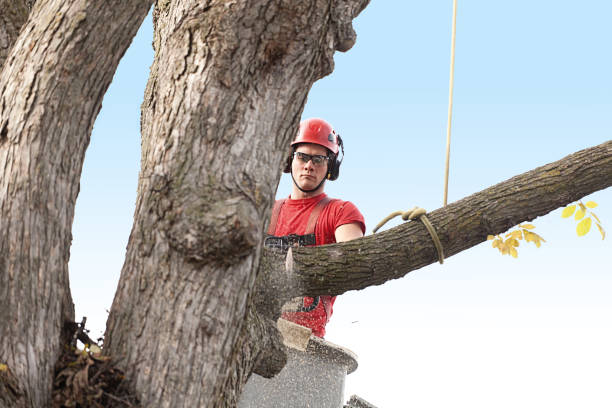 Best Hedge Trimming  in , IL