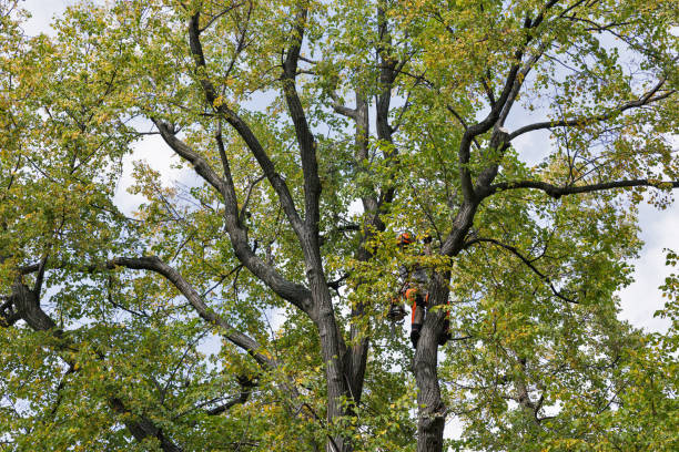 Best Tree Maintenance Programs  in , IL